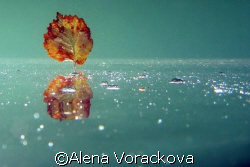 European pond - Autumnal serene mood. by Alena Vorackova 